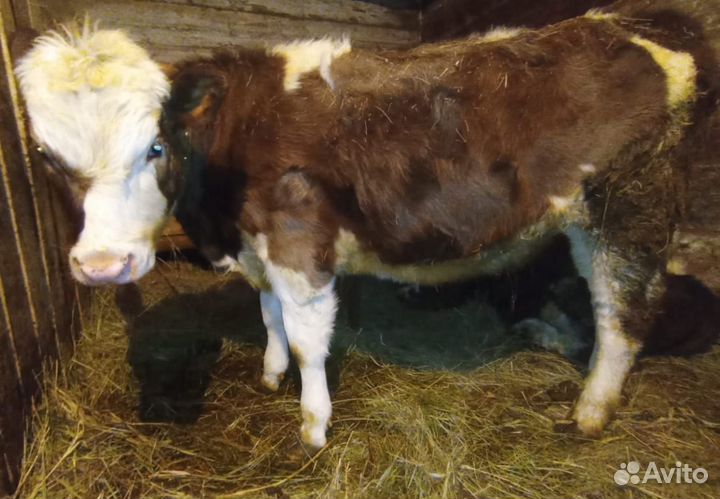 Телки,быки,телята