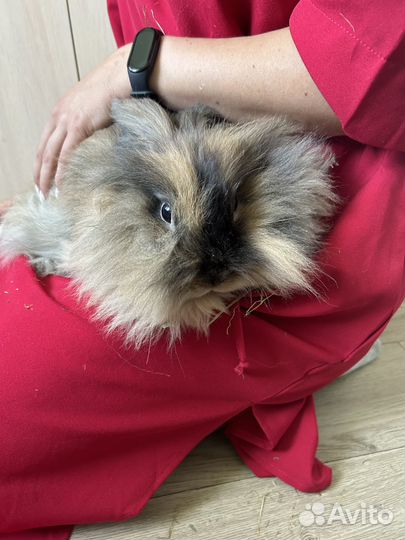 Декоративный кролик бесплатно