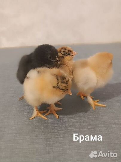 Суточные цыплята