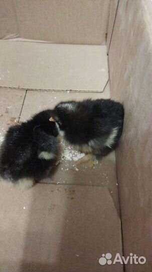 Цыплята суточные Мехеленская кукушка