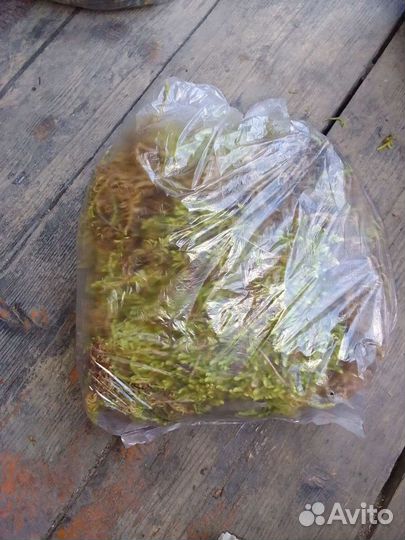 Продам мох