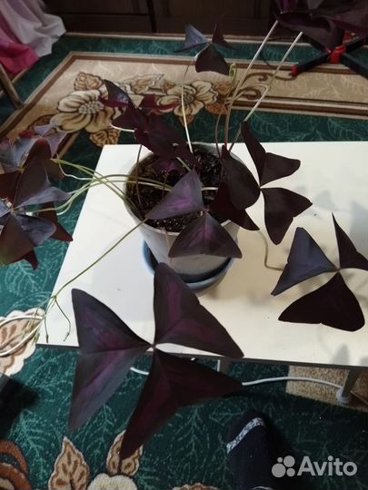 Кислица фиолетовая