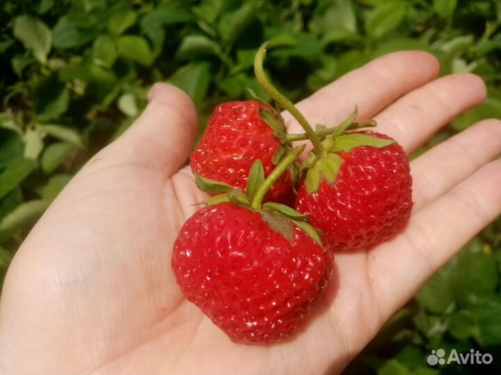 Рассада клубники