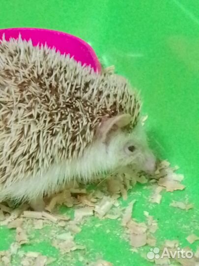 Африканский ёжик декоративный