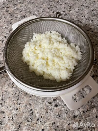 Молочный гриб (тибетский)