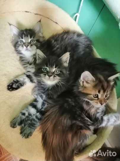 Котята мейн-кун