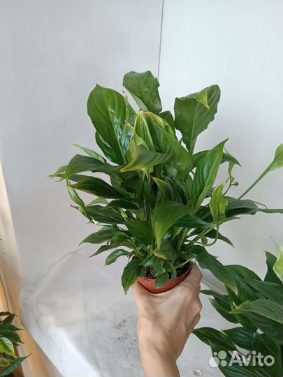 Спатифиллум. Женское счастье