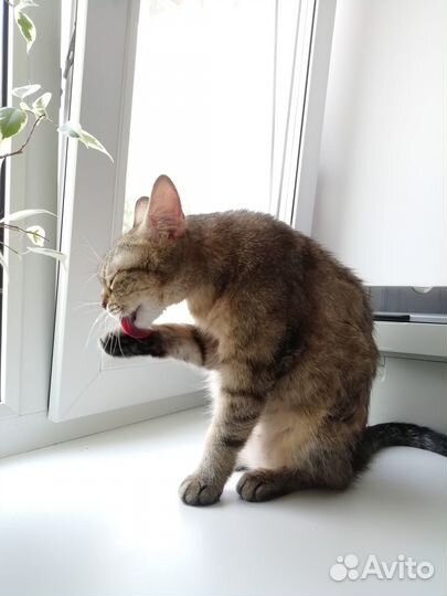 Кошка в заботливые руки