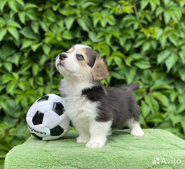 Щенки Вельш Корги