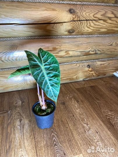 Домашние растения