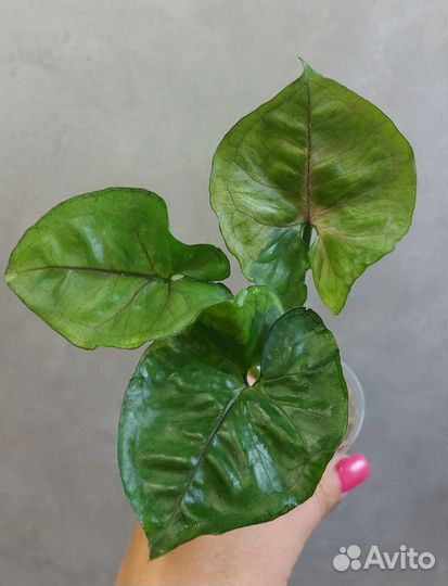 Сингониумы