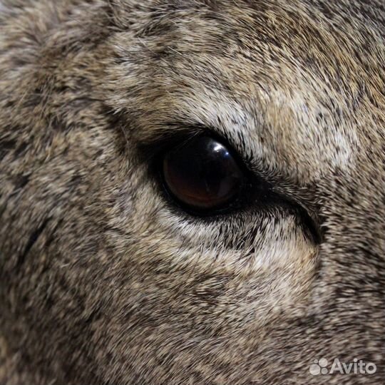 Таксидермия чучело головы косули имитация