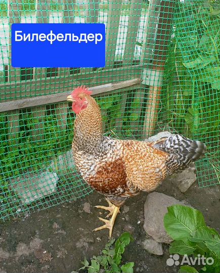 Молодые петухи