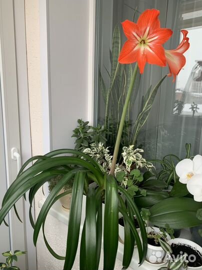 Гиппиаструм в горшке