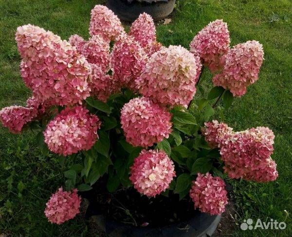 Гортензии 6 сортов