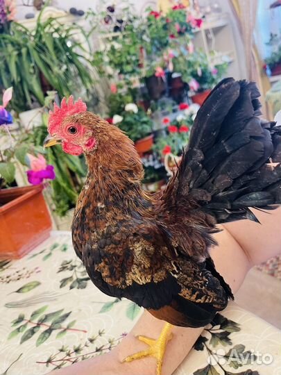 Декоративный петушок. Малазийская серама