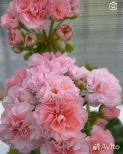 Пеларгонии в наборах