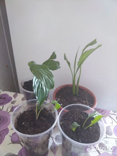 Комнатные цветы