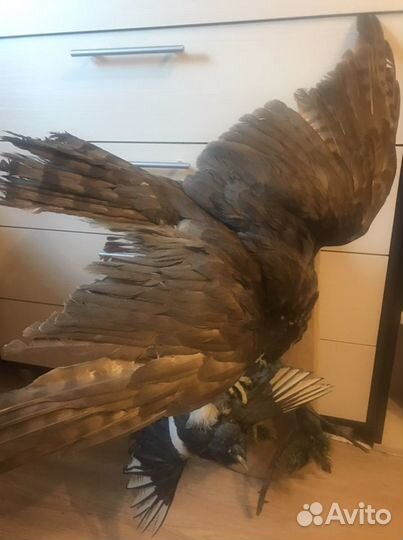 Чучело ястреба с сорокой