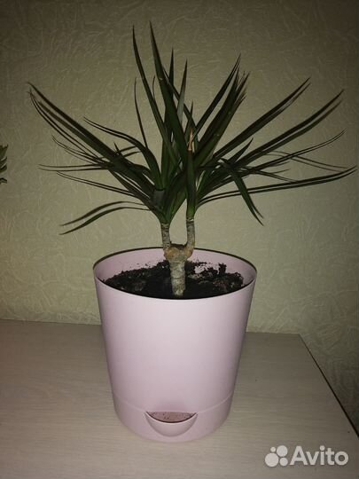 Драцена маргината