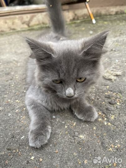 Котёнок и кошечка, турецкая ангора, рожд 7.04.23г