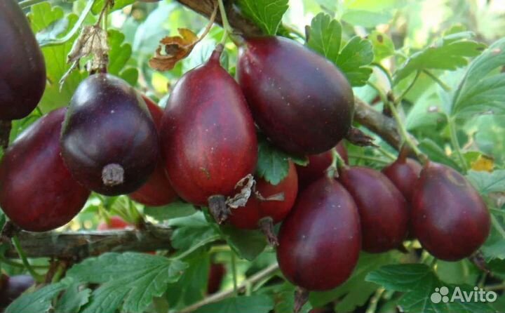 Саженцы бесшипого крыжовника Грушенька