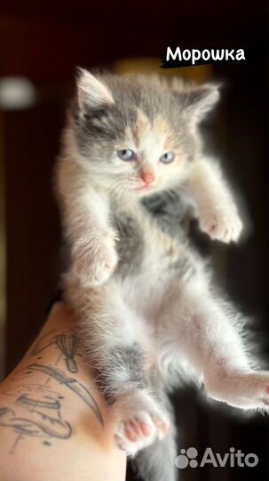 Кошка в дар бесплатно