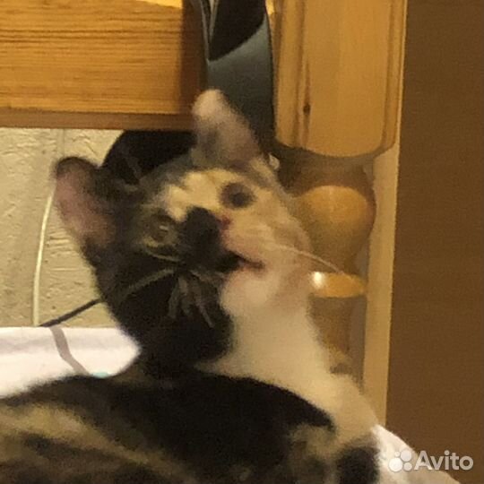 Отдам бесплатно умную кошечку