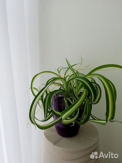 Хлорофитум 