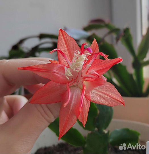 Шлюмбергера (декабрист) редких сортов