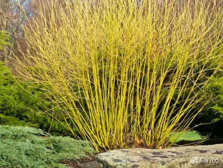 Дерен отпрысковый Флавирамия