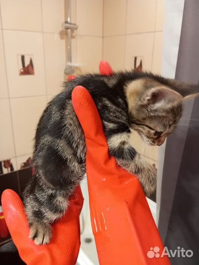 Кошка в дар бесплатно