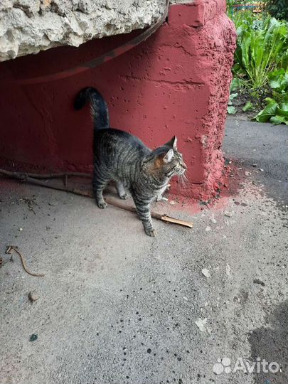 Кот ищет дом