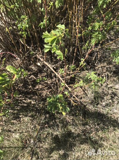 Саженцы малины, вишни, шиповника