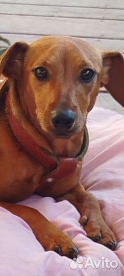 Щенки цвергпинчера