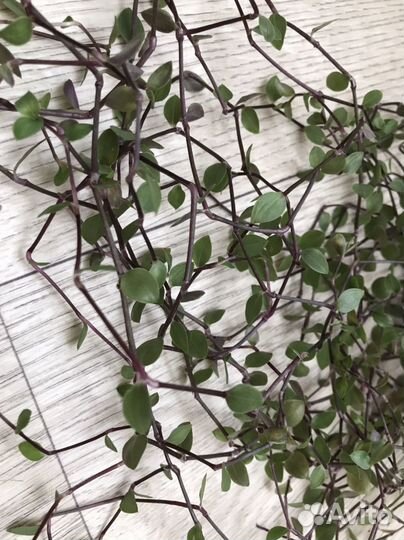 Коллизия зеленая ползучая / каллизия