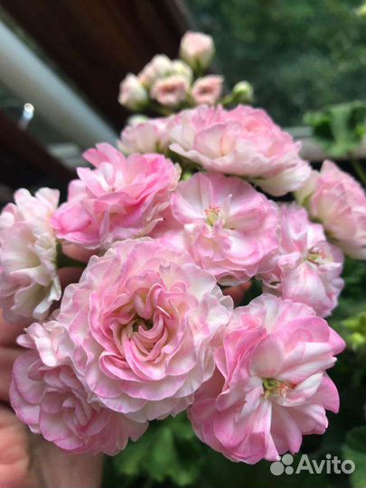 Пеларгонии сортовые на срез