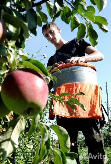 Рабочий по сборке яблок