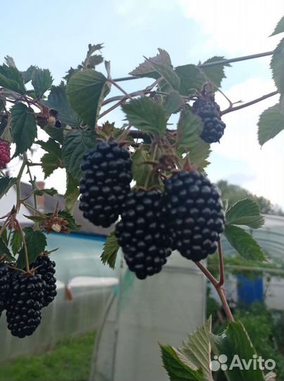 Саженцы ежевики