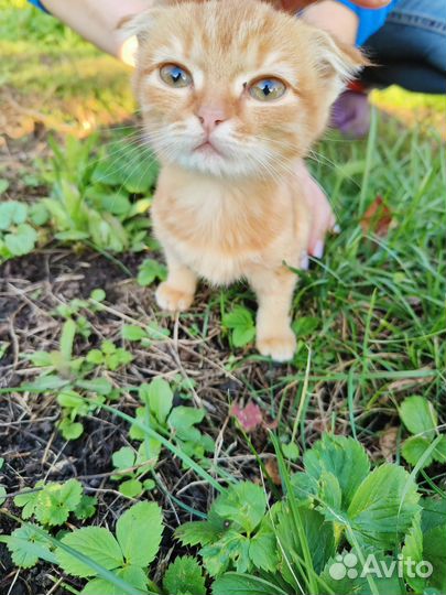 Котенок в добрые руки бесплатно