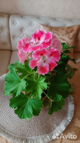 Герань,пеларгония розовая,коралловая