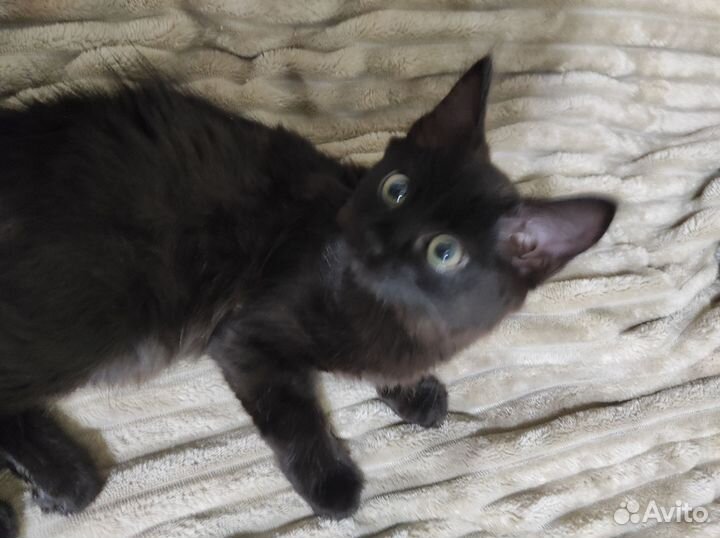 Чёрный котик