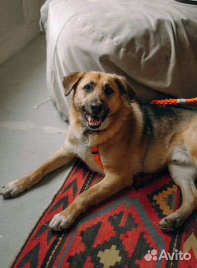 Собака в добрые руки