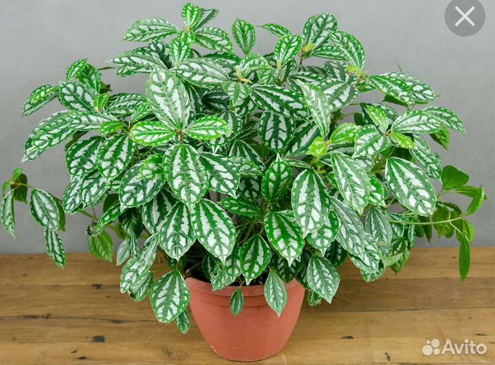 Комнатное растение пилея кадье