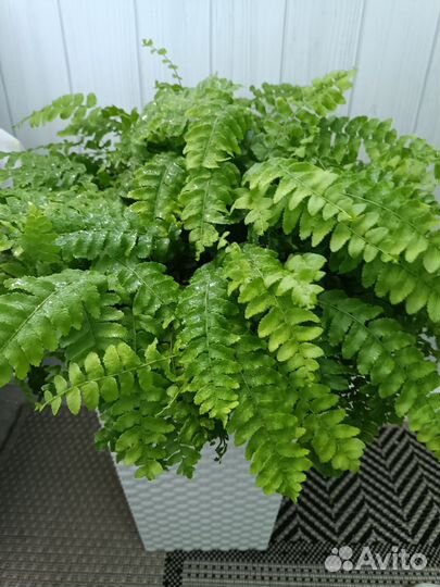 Папоротники нефролеписы сортовые 1 часть