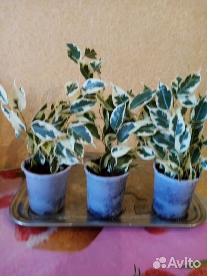 Фикус бенджамина