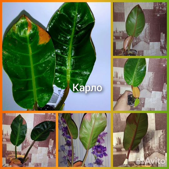 Филодендрон блек кардинал супер сплеш