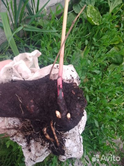 Пион Полосатый леденец