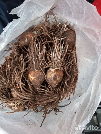 Луковицы нарциссов