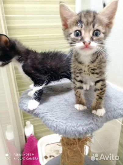 Котята в добрые руки бесплатно котики и кошечки.1